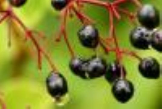 Elderberry Extract